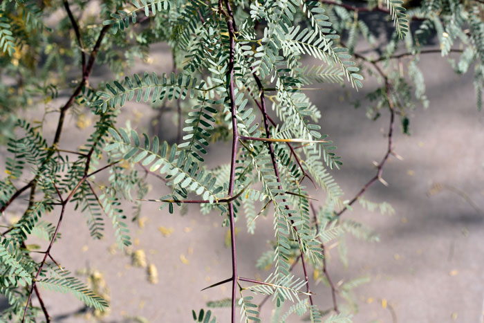 Honey Mesquite has paired stipular spines at the leaf nodes. The spines can be very long, up to 2 inches (5 cm) or more as shown here. Prosopis glandulosa